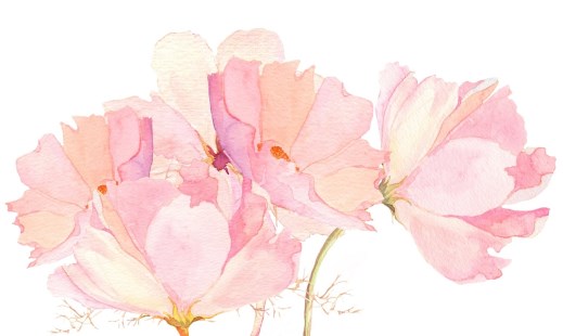 pink-background-flower-pink-flowers-watercolor_1.jpg
