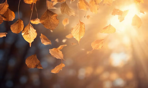 autumn_2_.jpg